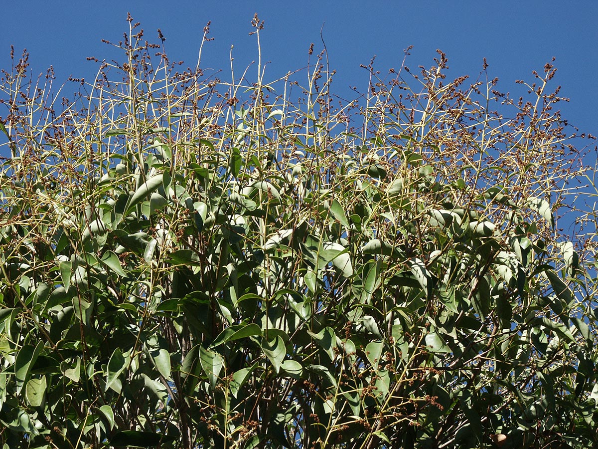 Ligustrum lucidum